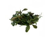 Bucephalandra brownie 'Purple' in-vitro