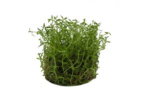 Ludwigia arcuata in-vitro