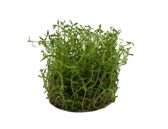 Ludwigia arcuata in-vitro