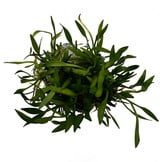 Helanthium tenellum 'Green' in-vitro