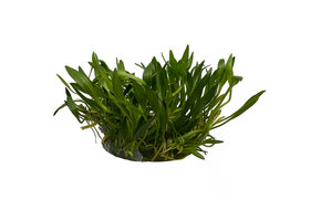 Helanthium tenellum 'Green' in-vitro