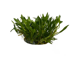 Helanthium tenellum 'Green' in-vitro