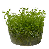 Micranthemum glomeratum in-vitro