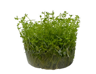 Micranthemum glomeratum in-vitro