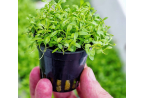 Glossostigma Elatinoides