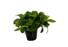 Anubias barteri var. nana Golden 5 cm in pot
