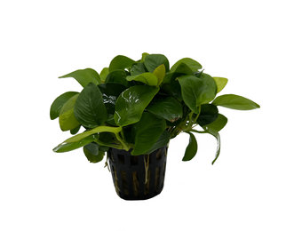 Anubias barteri var. nana Golden 5 cm in pot
