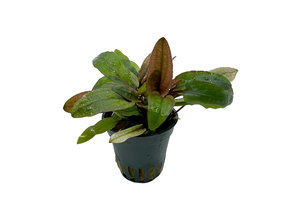 Cryptocoryne Wendtii Fancy Pink 5 cm in pot