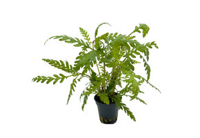 Hygrophila Pinnatifida 5 cm in pot