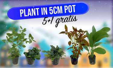 5+1 gratis op plant in pot