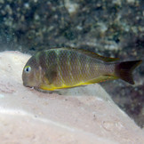 Pronovo Malawi Grano M 250ml Click