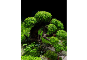 Plantenpakket Bonsai