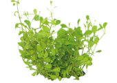 Glossostigma Elatinoides in-vitro