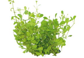 Glossostigma Elatinoides in-vitro