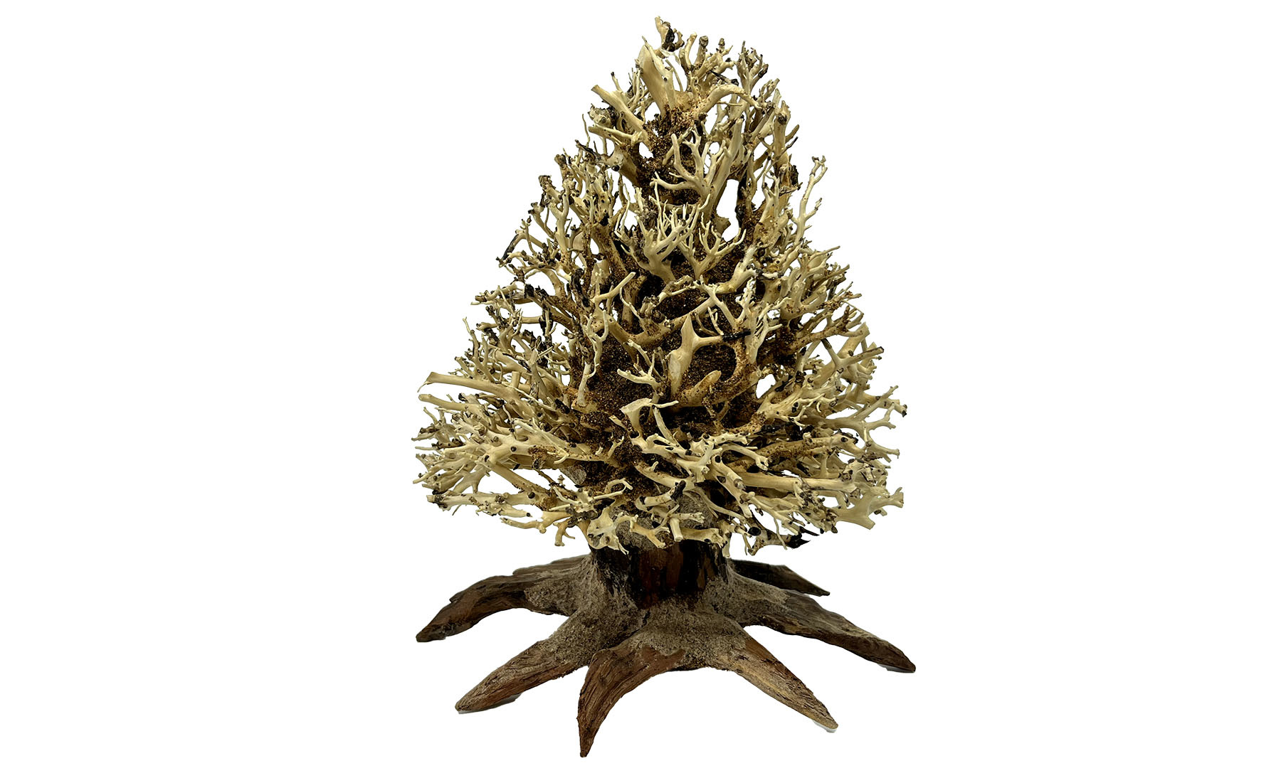 Bonsai Christmas Tree S 15x15