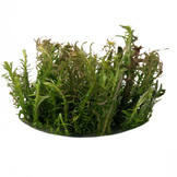 Plantenpakket in vitro bakje