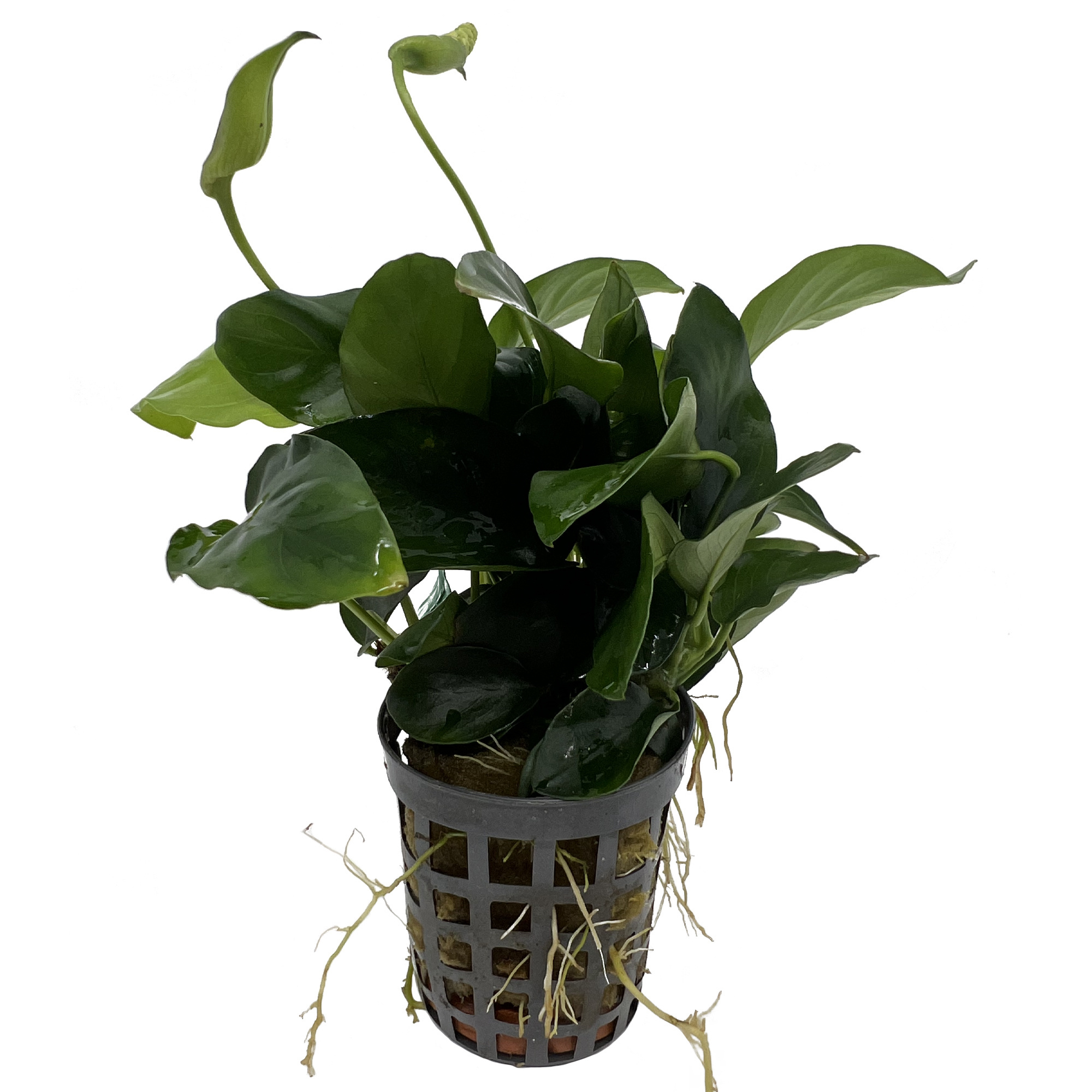 Plantenpakket Extra Extra Large