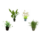 Plantenpakket Zuid-Amerika Small