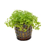 Plantenpakket Large 3