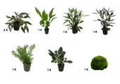 Plantenpakket Medium 2