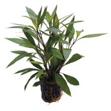 Plantenpakket Extra Small 2