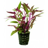 Plantenpakket Extra Small 3