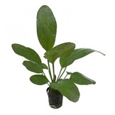 Plantenpakket Extra Small 3