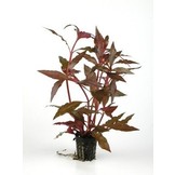 Plantenpakket Extra Small 3