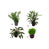 Plantenpakket Extra Small 2