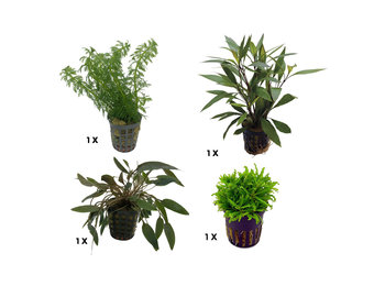 Plantenpakket Extra Small 2