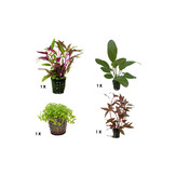 Plantenpakket Extra Small 3