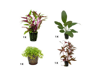 Plantenpakket Extra Small 3