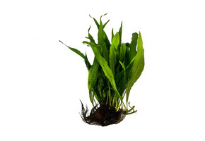 Microsorium Pteropus op Lavasteen Medium