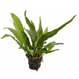 Plantenpakket Extra Large 2