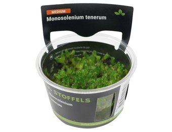 Monosolenium tenerum in-vitro