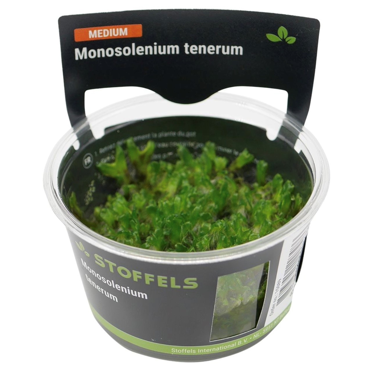 Plante in vitro pour aquarium : Monosolenium Tenerum