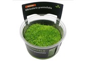 Utricularia graminifolia in-vitro