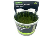 Vesicularia reticulata 'Erect Moss' in-vitro
