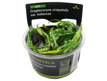 Cryptocoryne crispatula in-vitro