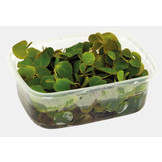 Phyllanthus fluitans drijfplant