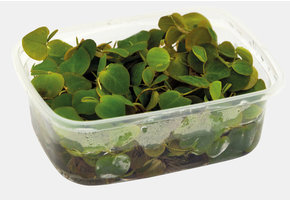 Phyllanthus fluitans drijfplant