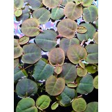 Phyllanthus fluitans drijfplant