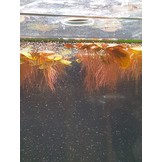 Phyllanthus fluitans drijfplant