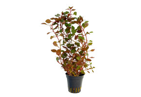 Ludwigia Sp. 'Mini Super Red'