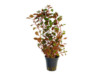 Ludwigia Sp. 'Mini Super Red'