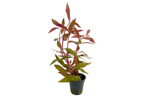 Alternanthera Reineckii 'Rosanervig'