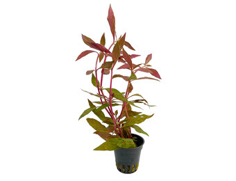 Alternanthera Reineckii 'Rosanervig'