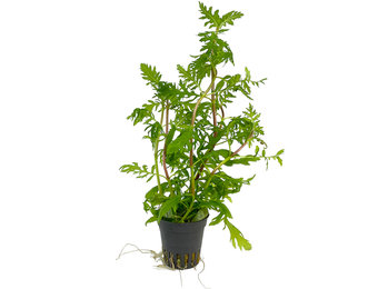 Hygrophila Difformis