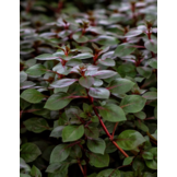 Ludwigia Sp. 'Mini Super Red'
