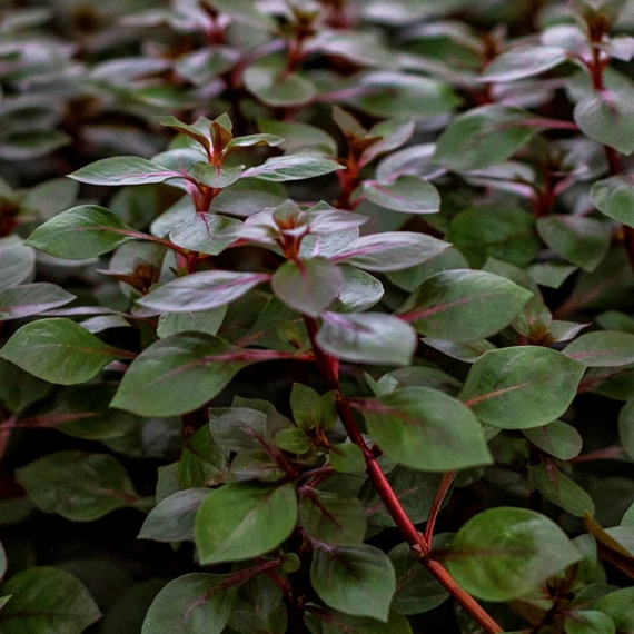Middenzone Aquariumplanten | Structuur & Kleur in je Aquascape